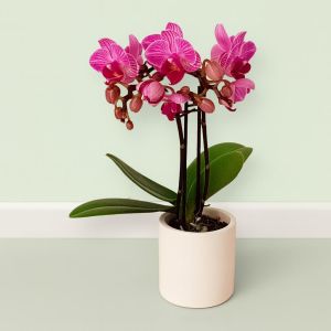 Phalaenopsis mini Pink Studio