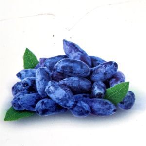 Lonicera kamtschatica Altaj