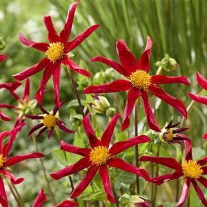 Dahlia Honka Red