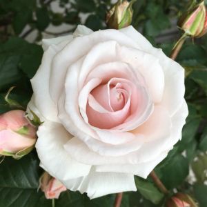 Rosa Floribunda Belmonte ®