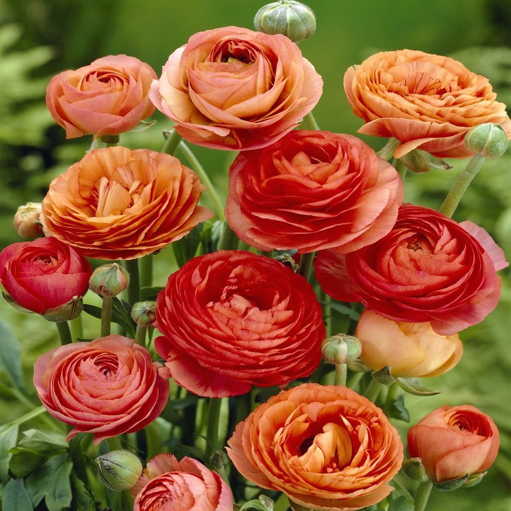 Bulbes à Fleurs D'été Achats Avantageux Sur