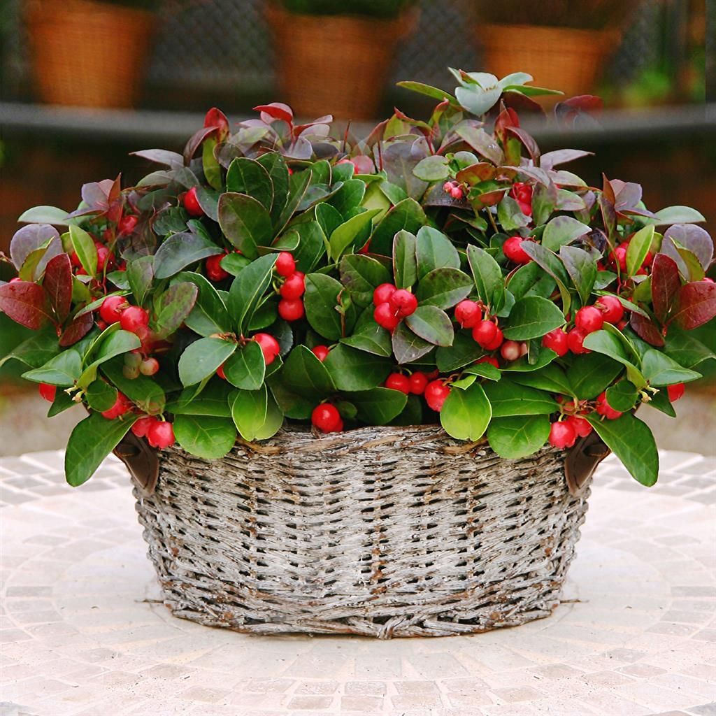 Gaultheria procumbens  La verte d'hiver