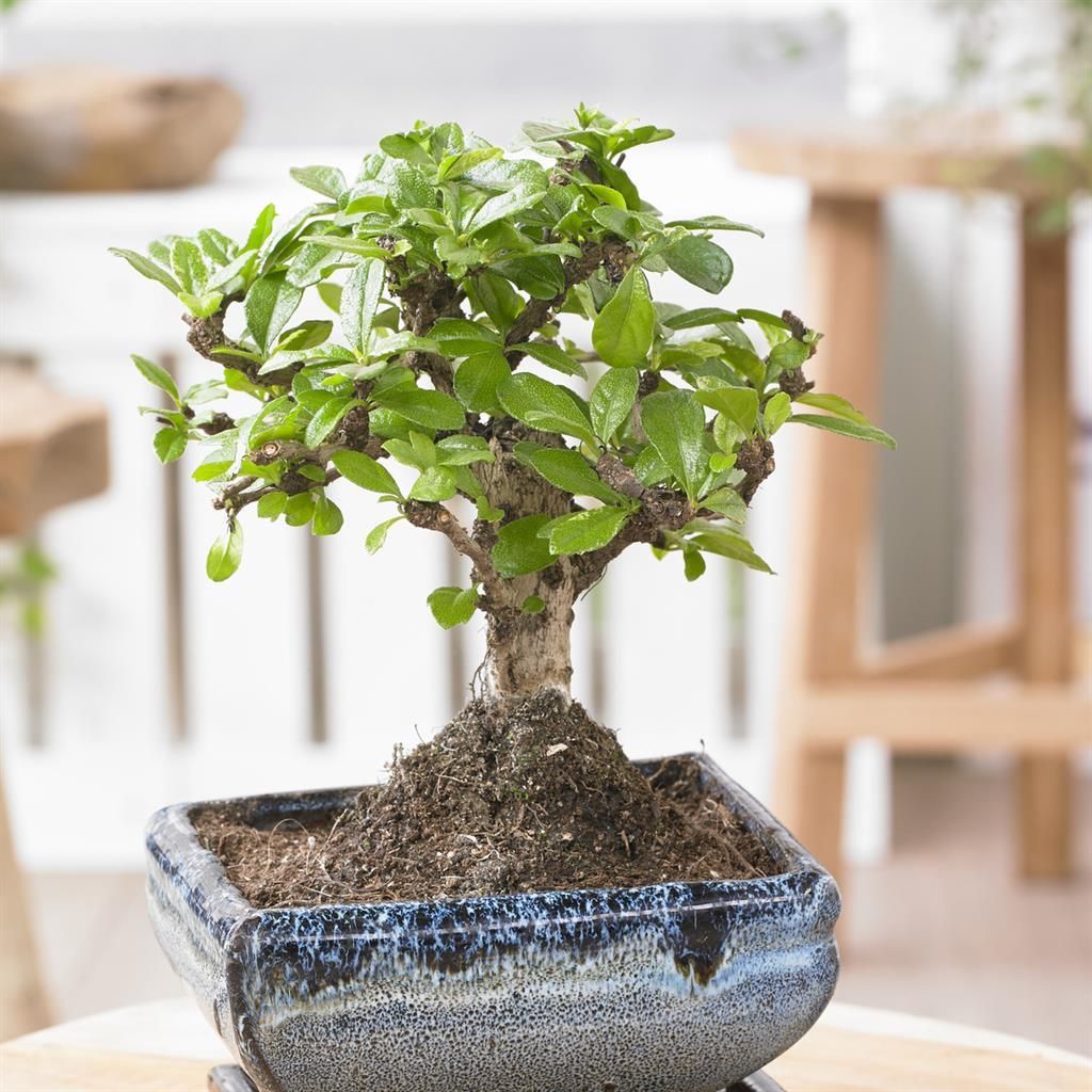 Tous les bonsas achats avantageux sur JardinPourVous.com