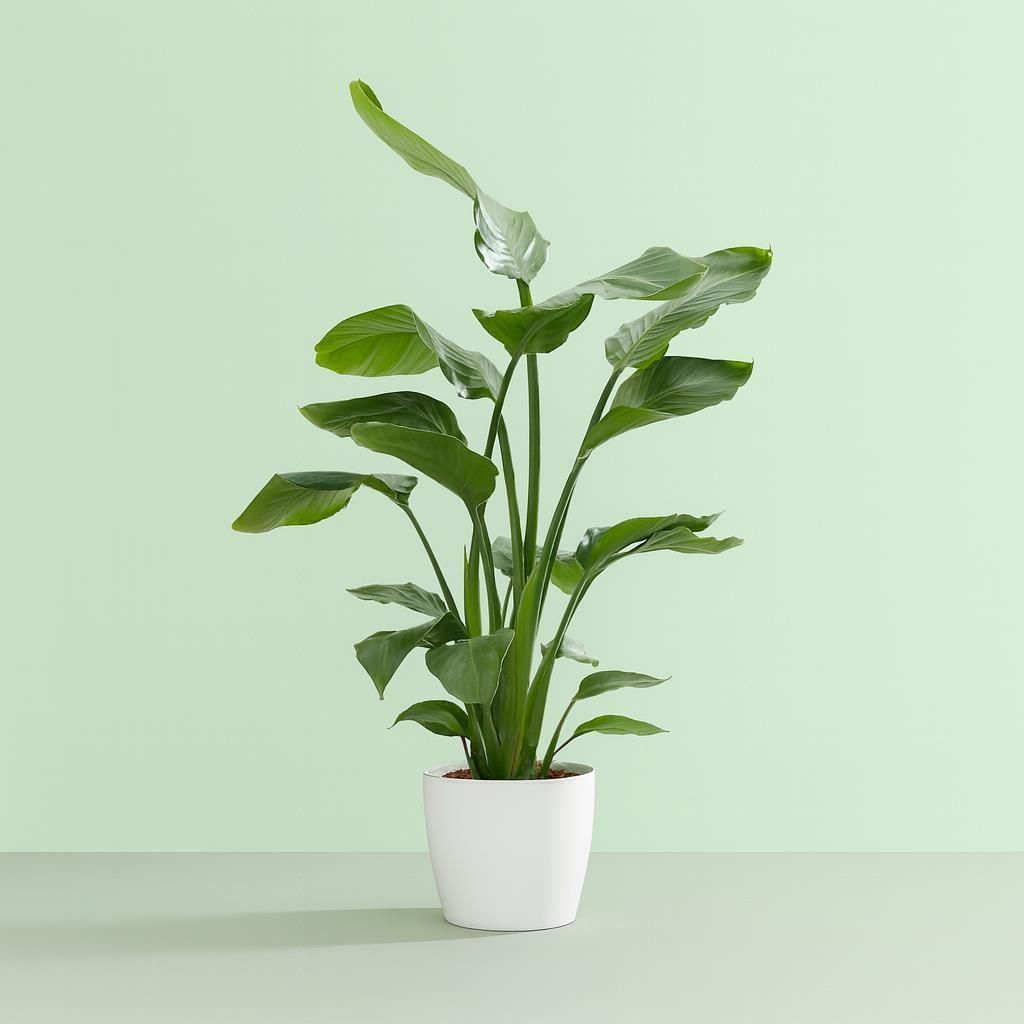 zimmerpflanze blatt herzförmig Philodendron hederaceum var. oxycardium – Foliage Factory main image 1