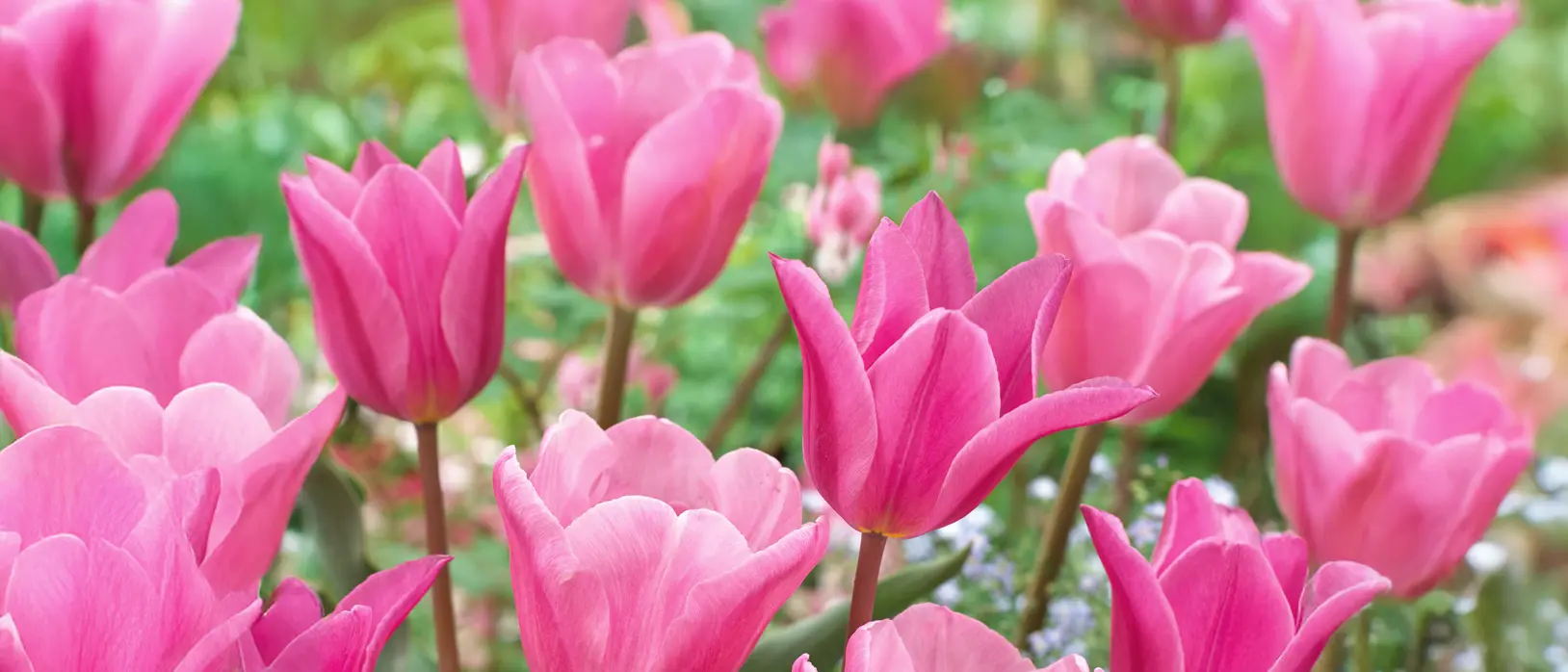 Tulipa